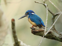 Alcedo semitorquata