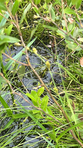 Green Frog