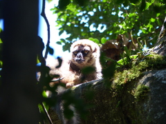Eulemur rufifrons