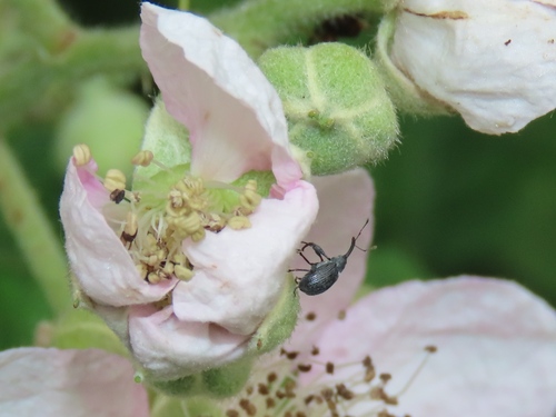Strawberry blossom weevil, Leidschendam, Nederland, photo 10 of 10