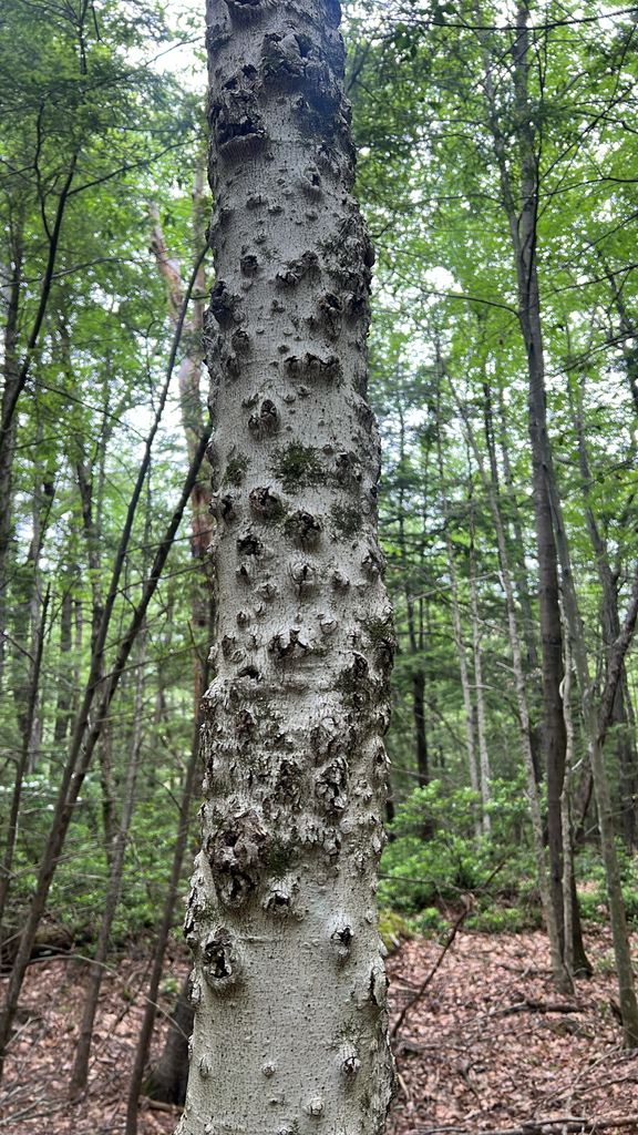 Beech Bark Canker Fungus