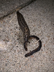 Limax maximus