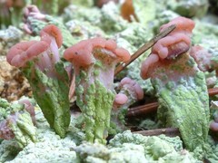 Baeomyces placophyllus