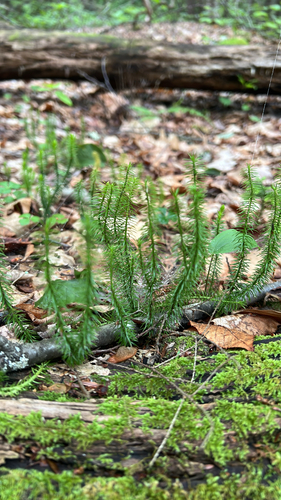 interrupted clubmoss