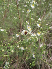 Calocoris barberi
