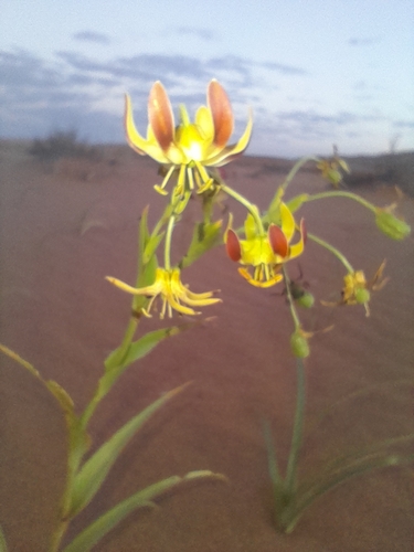 Hexacyrtis dickiana (Hexacyrtis dickiana)