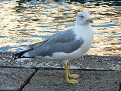 Larus michahellis