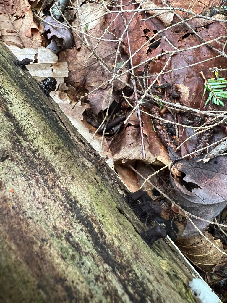 chocolate tube slime