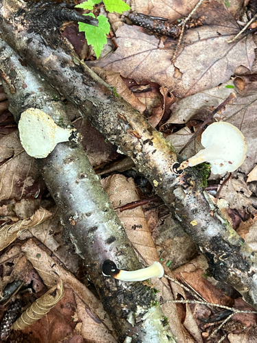 Blackfoot Polypore