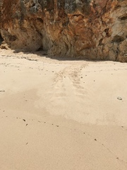 Eretmochelys imbricata