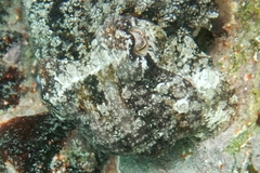 Sepia tuberculata
