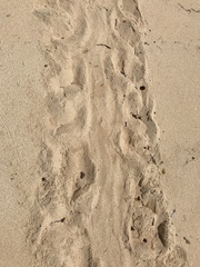 Eretmochelys imbricata