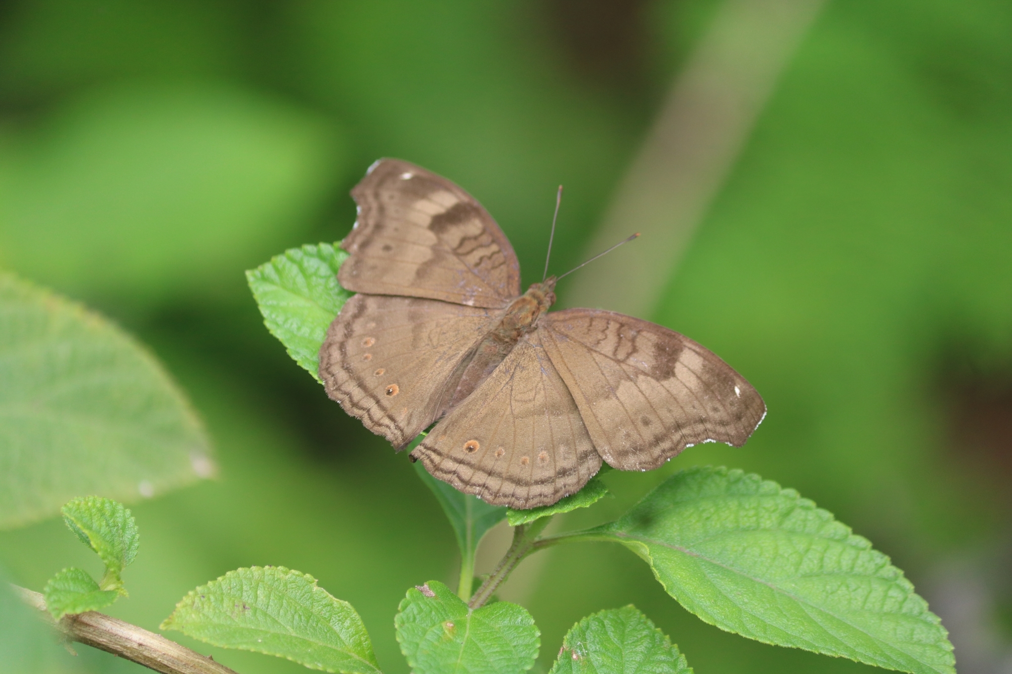 Chocolate Pansy