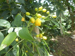 Senna septemtrionalis