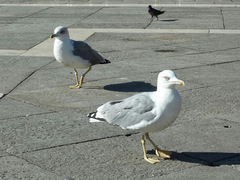 Larus michahellis