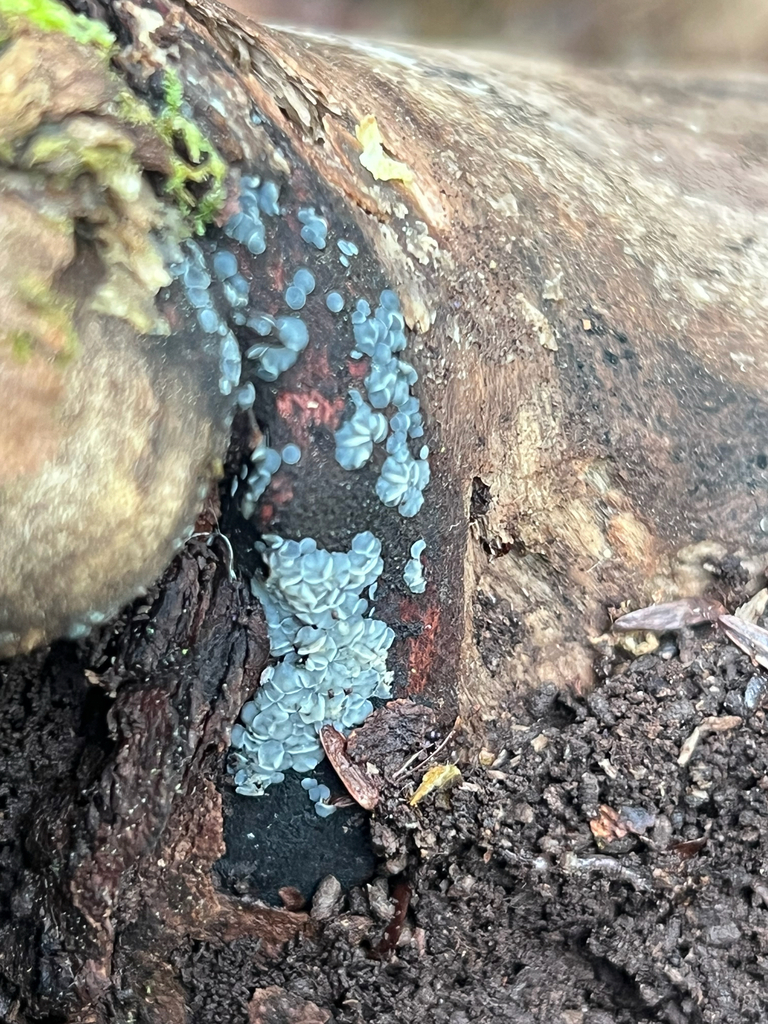 common grey disco