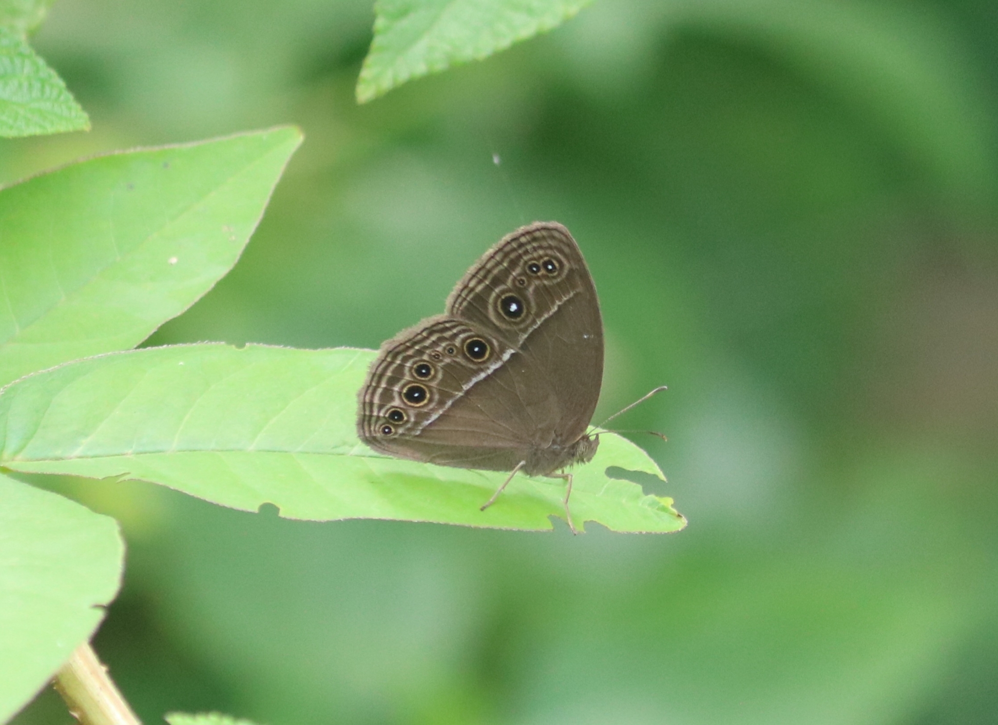 Common Bushbrown
