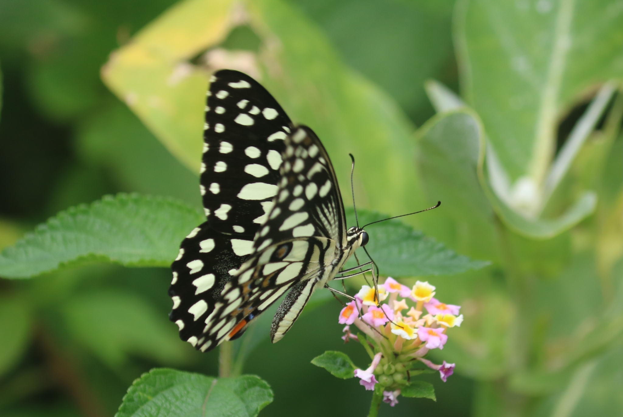 Lime Swallowtail