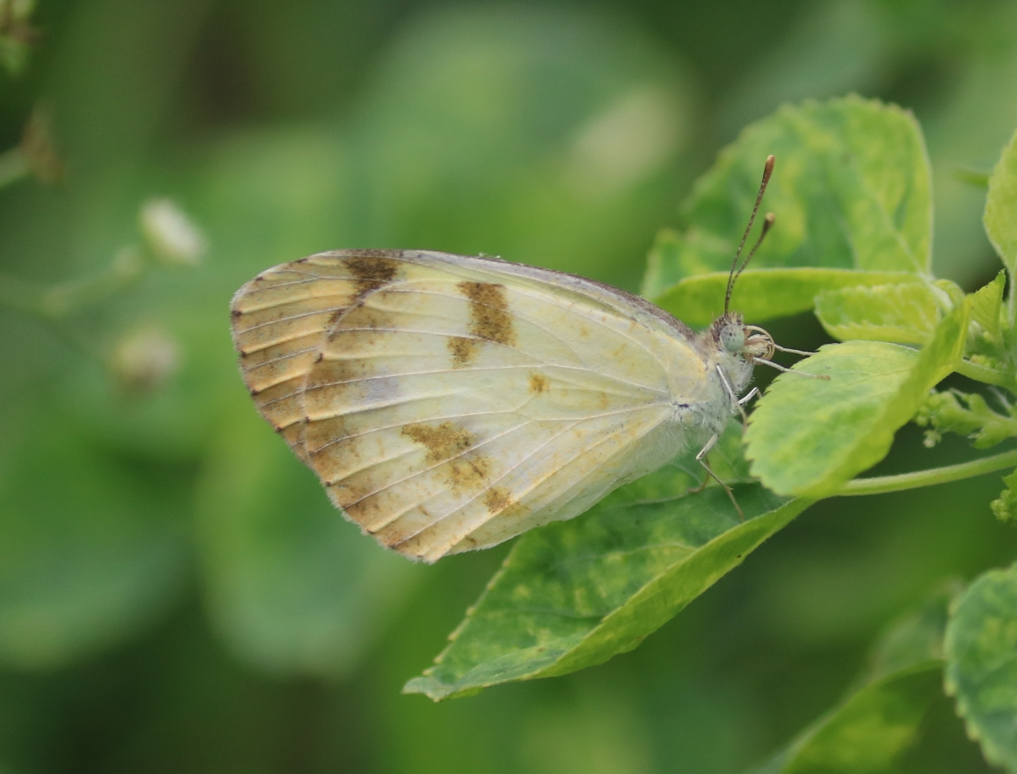 Plain Orange-Tip