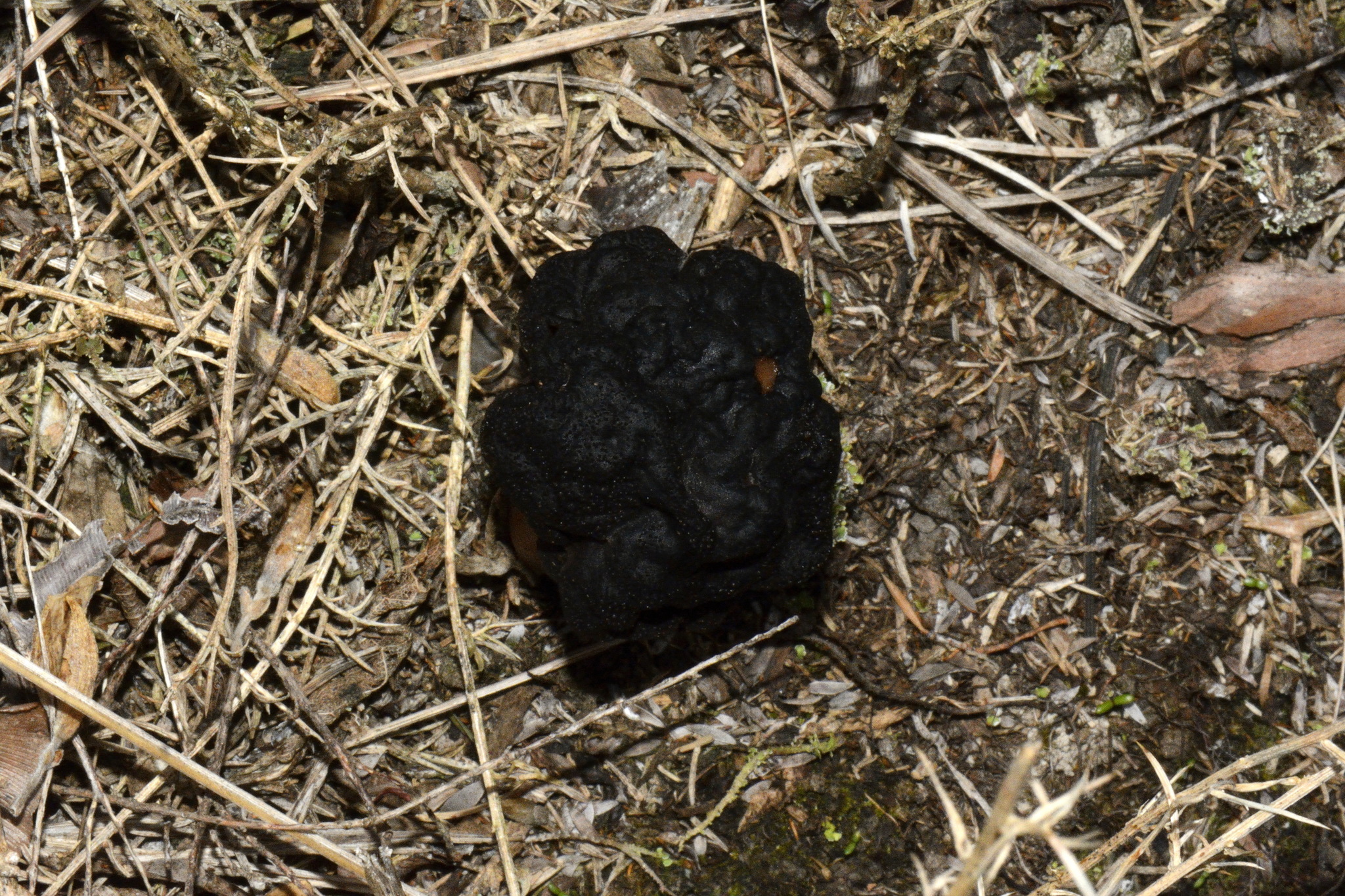 Gyromitra tasmanica image