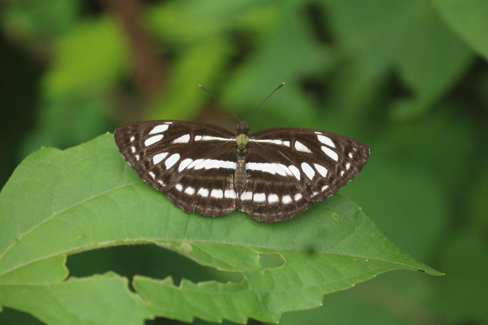 Common Sailer
