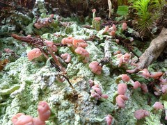 Baeomyces placophyllus