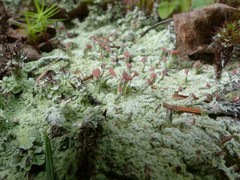 Baeomyces placophyllus