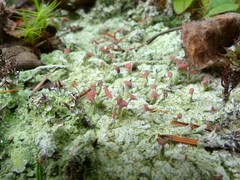 Baeomyces placophyllus