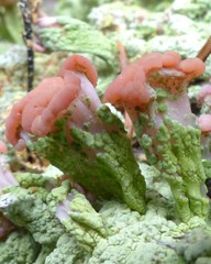 Baeomyces placophyllus