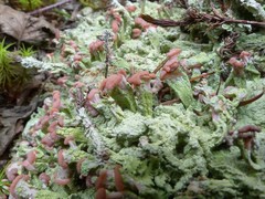 Baeomyces placophyllus