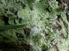 Baeomyces placophyllus