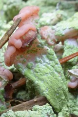 Baeomyces placophyllus