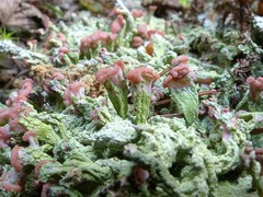 Baeomyces placophyllus