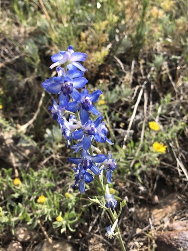 Delphinium geyeri, photograph 5