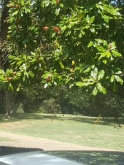 Magnolia grandiflora