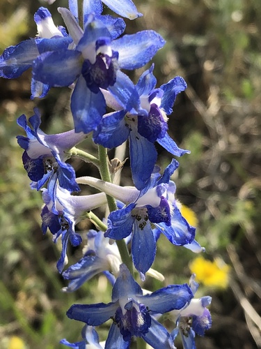 Delphinium geyeri, photograph 6