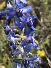 Delphinium geyeri, photograph (c) Jared Shorma, some rights reserved (CC BY)