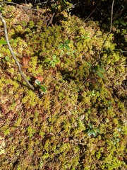 Sphagnum magellanicum