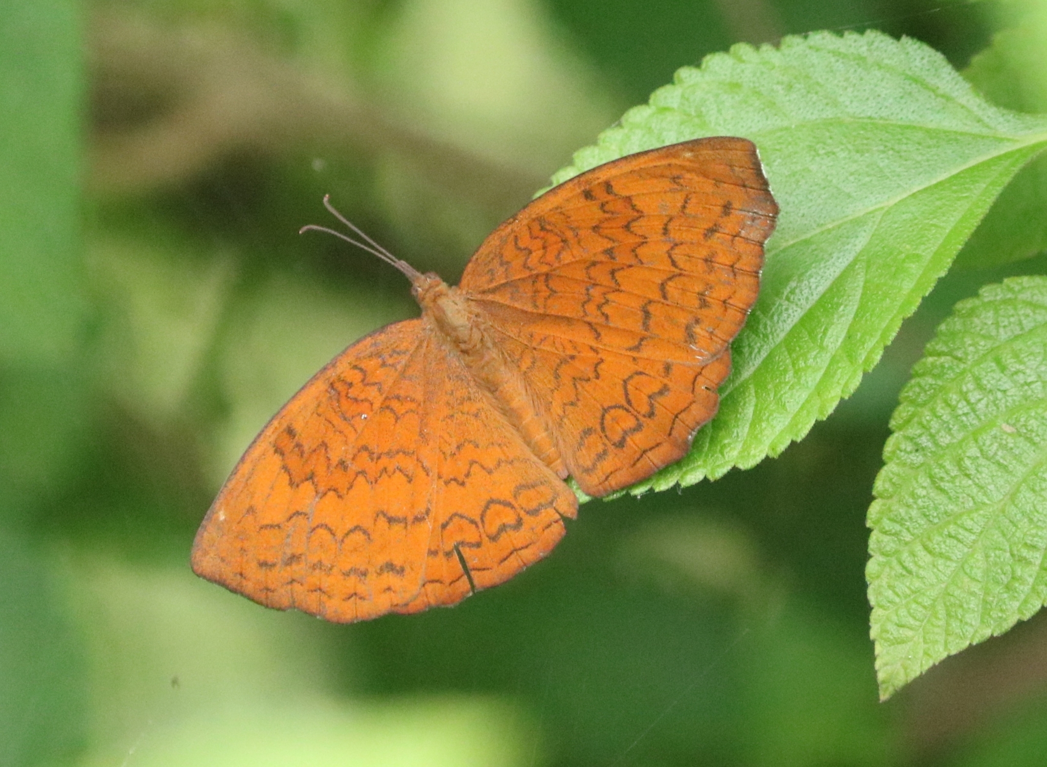 Common Castor