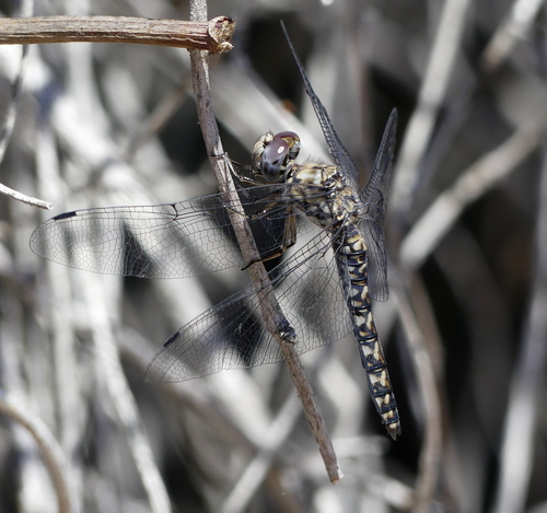 iNaturalist observation photo of Red Rock Skimmer