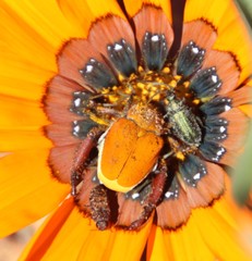 Nothomorpha
