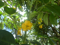Senna septemtrionalis