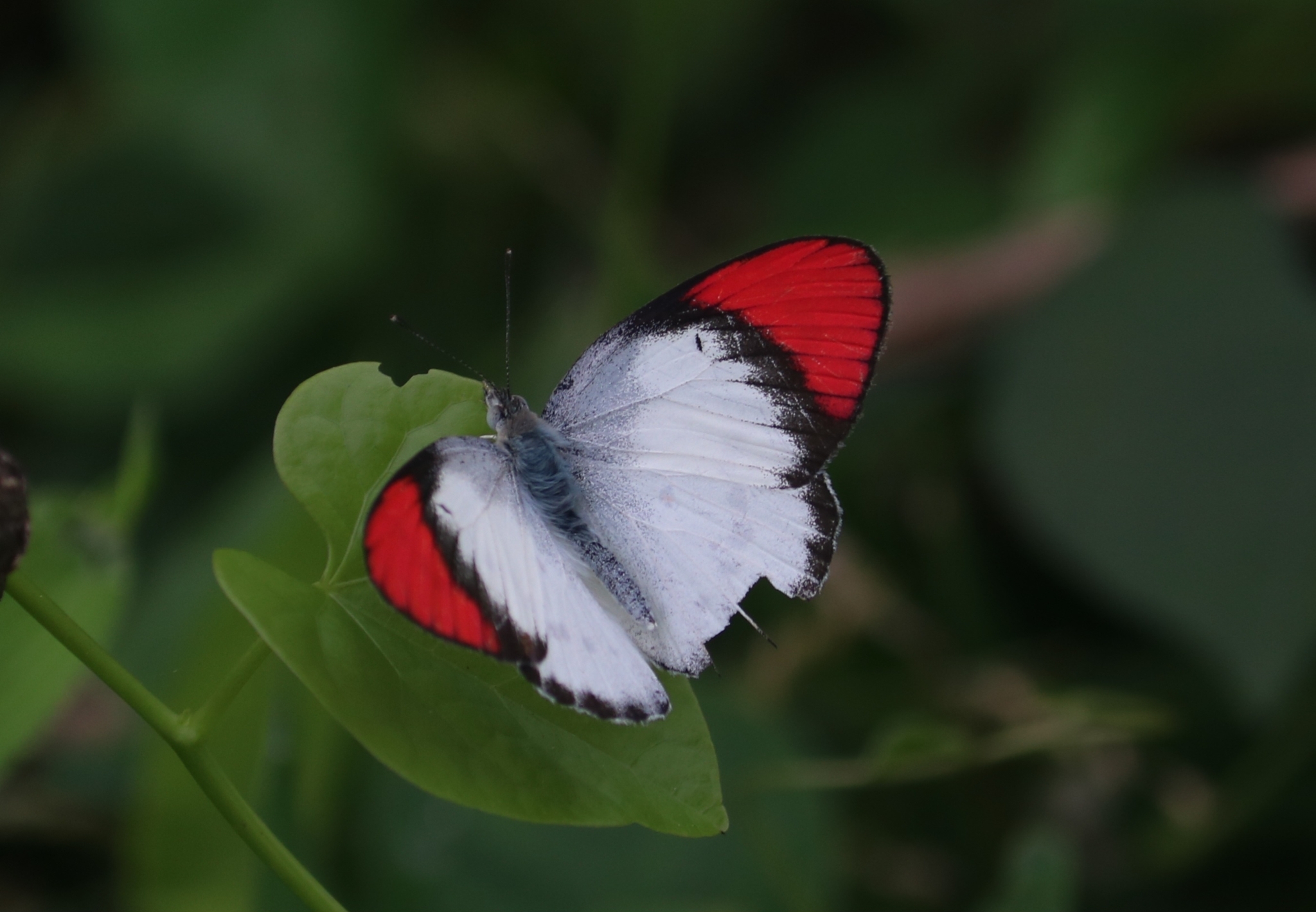 Crimson-Tip