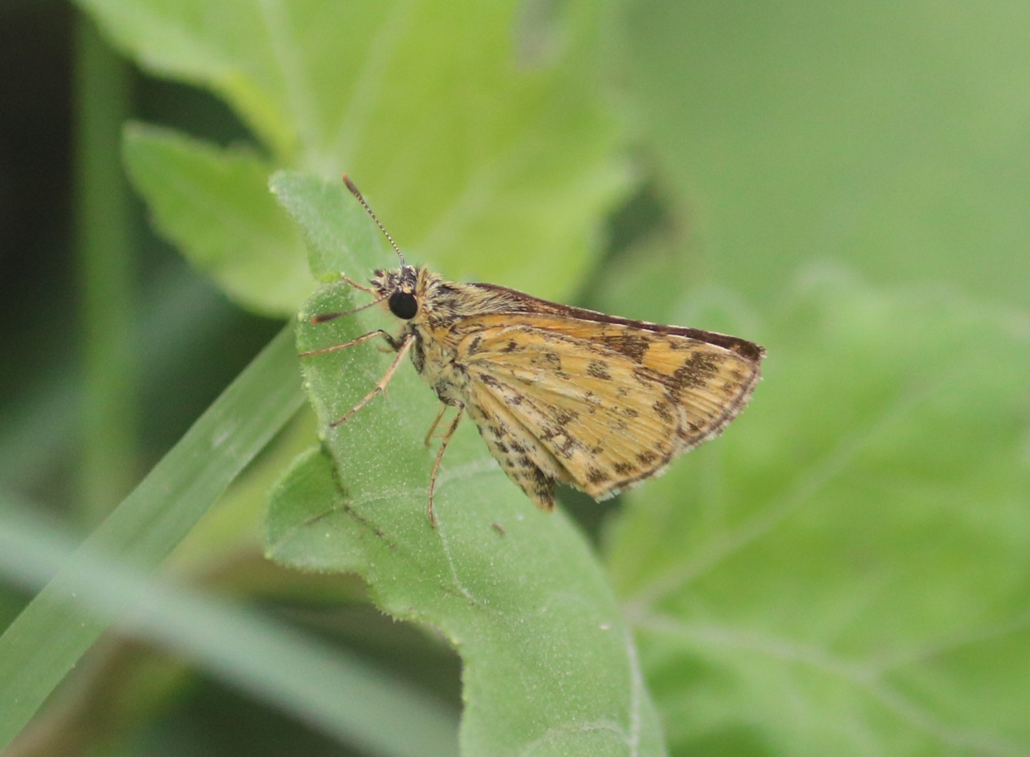 Bush Hopper