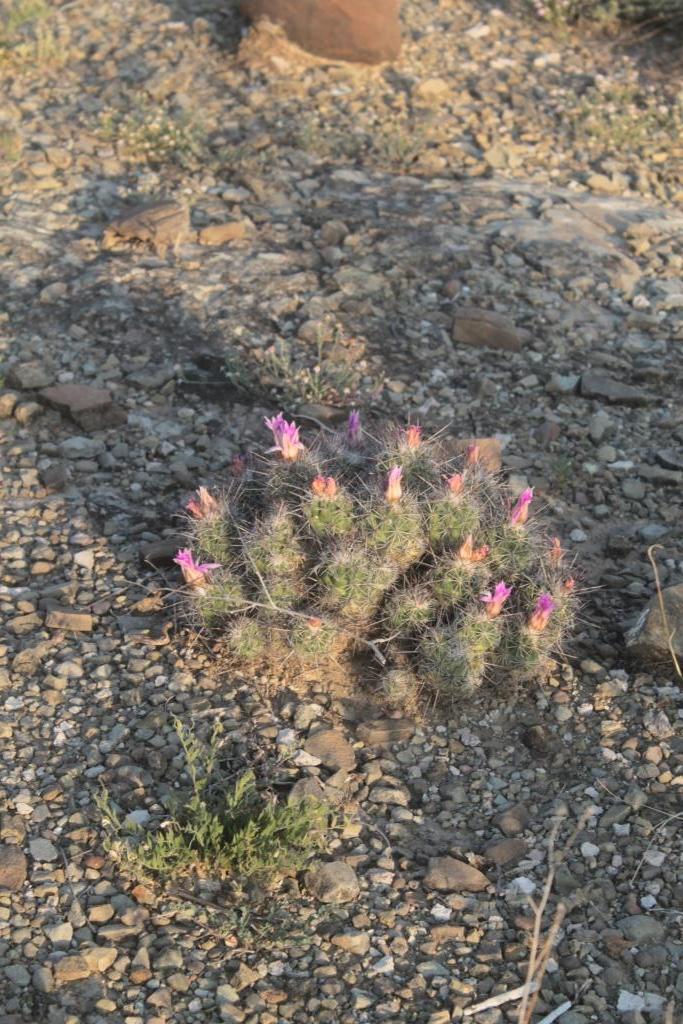 Coryphantha pseudoechinus ssp. pseudoechinus