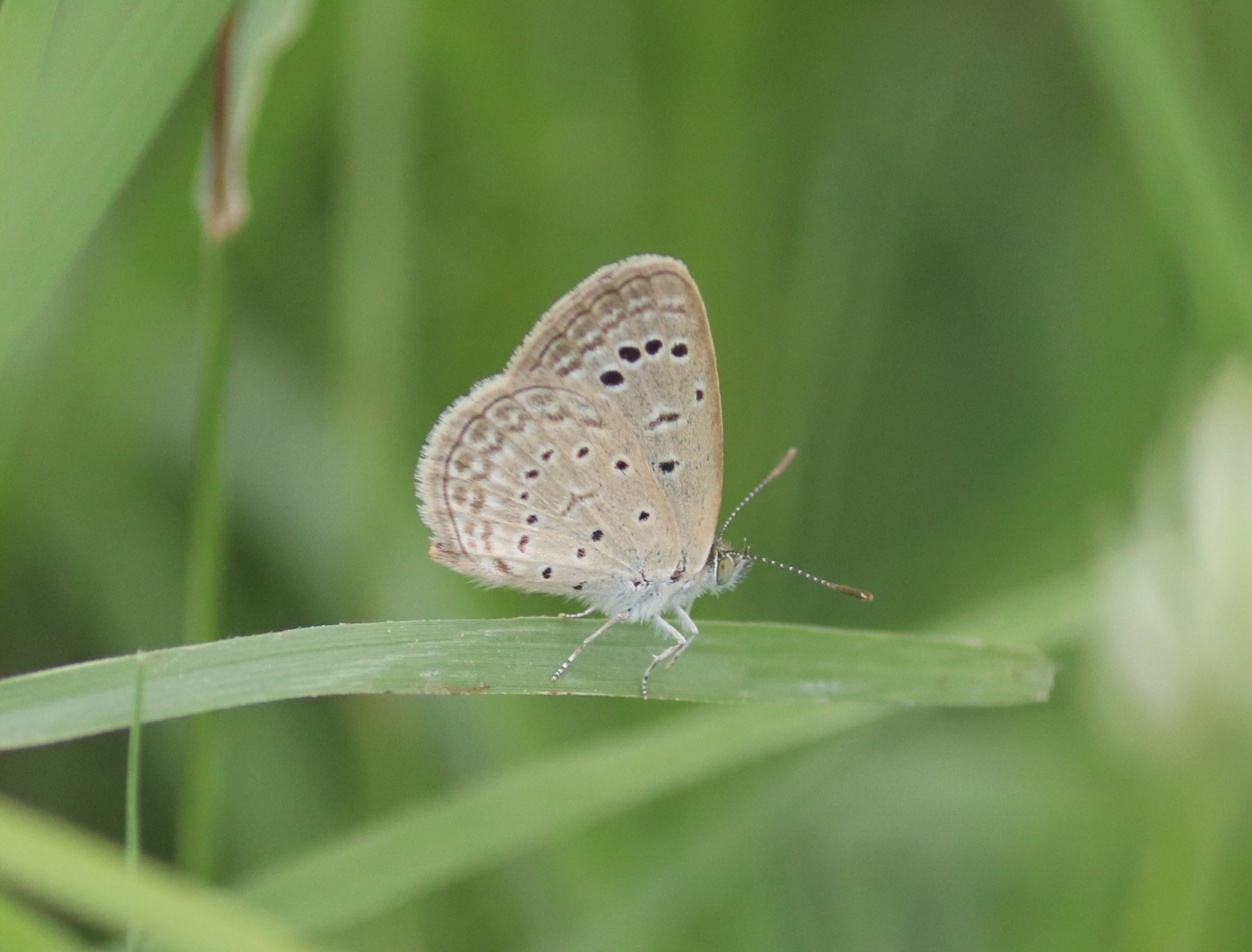 Dark Grass Blue