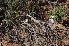 Pharnaceum aurantium