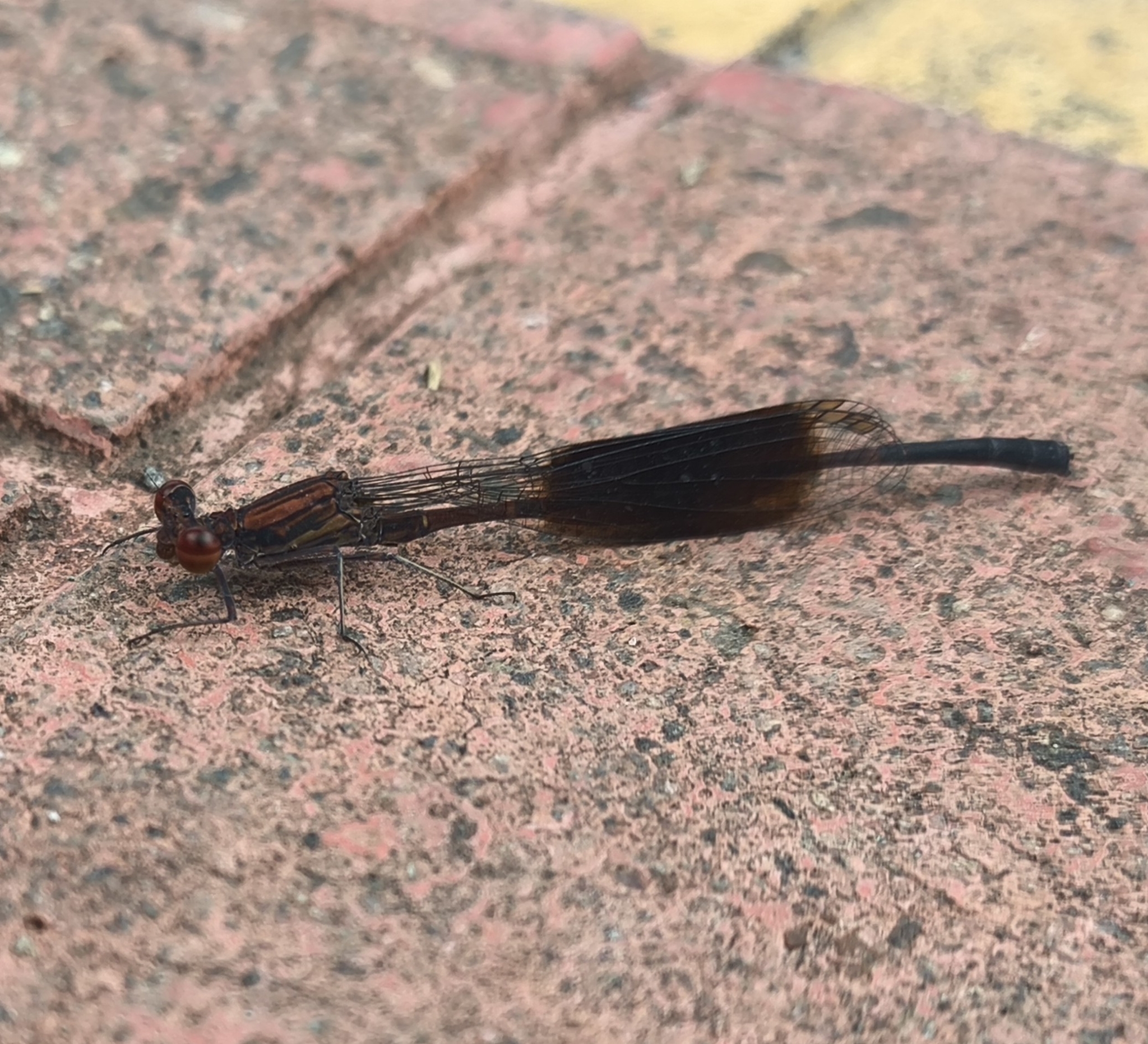 Black-Banded Threadtail