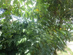 Senna septemtrionalis