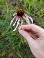 Echinacea pallida